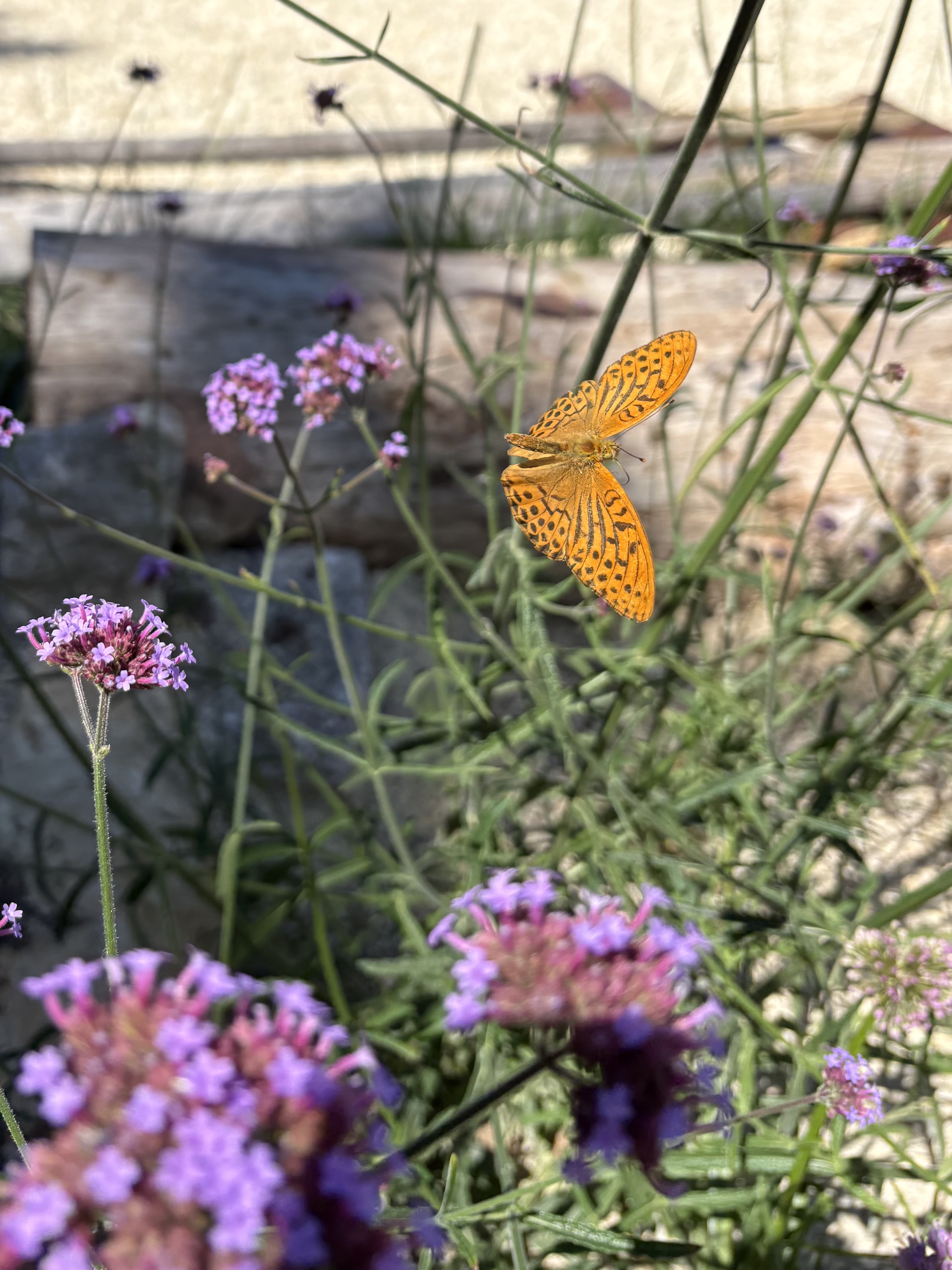Biodiversitätsaum im Zukunftsgarten