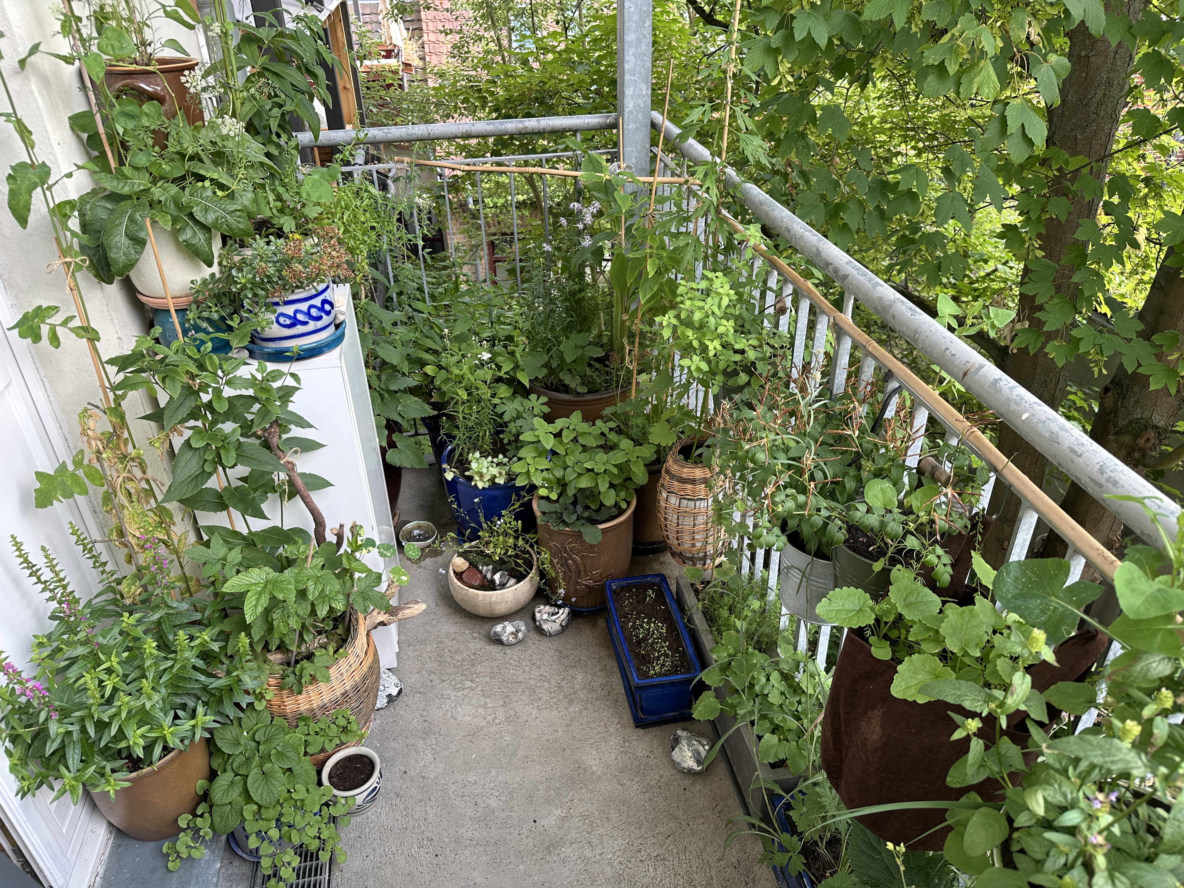 Unser windiger West-Balkon – vom Schattendasein zum lebendigen Insekten-Paradies!