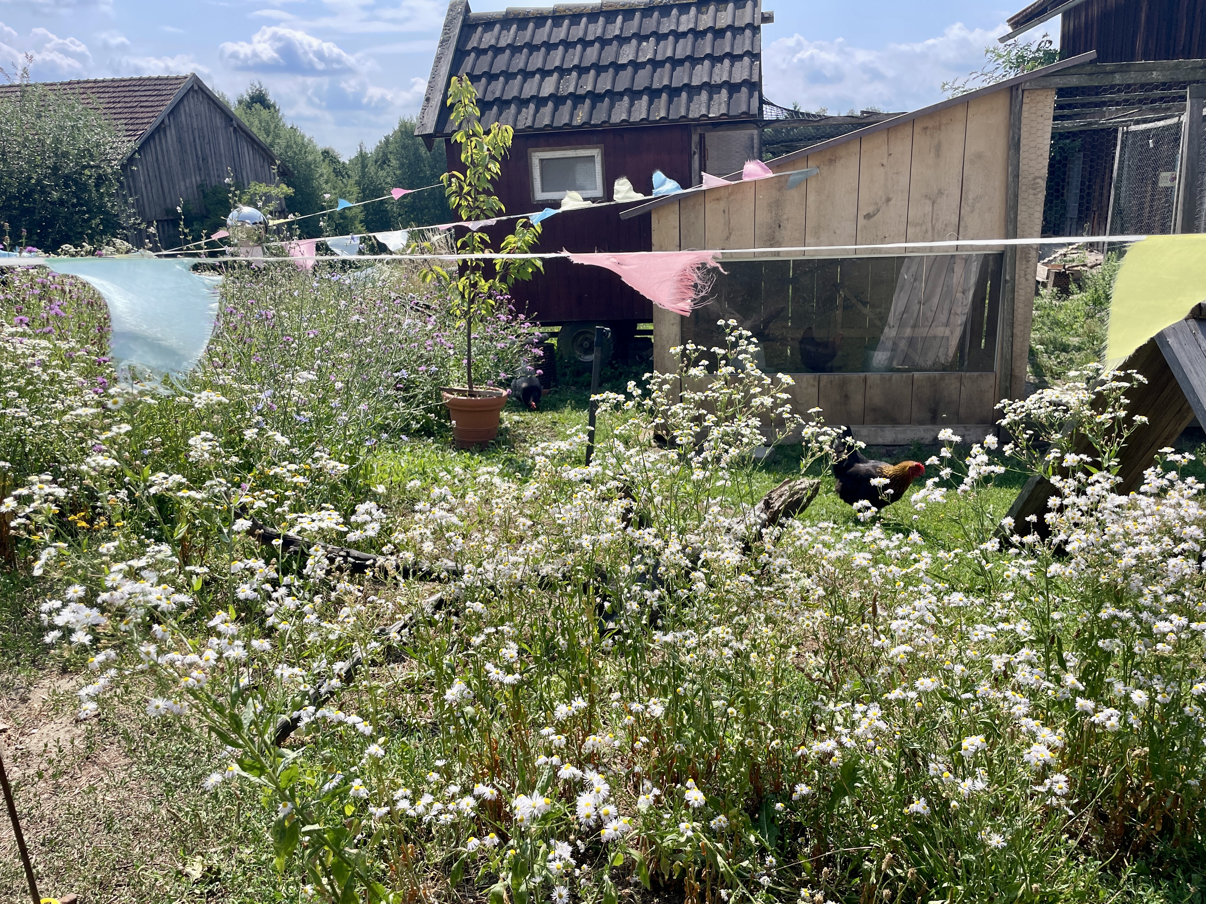 Hühnergarten  Wildblumenwiese