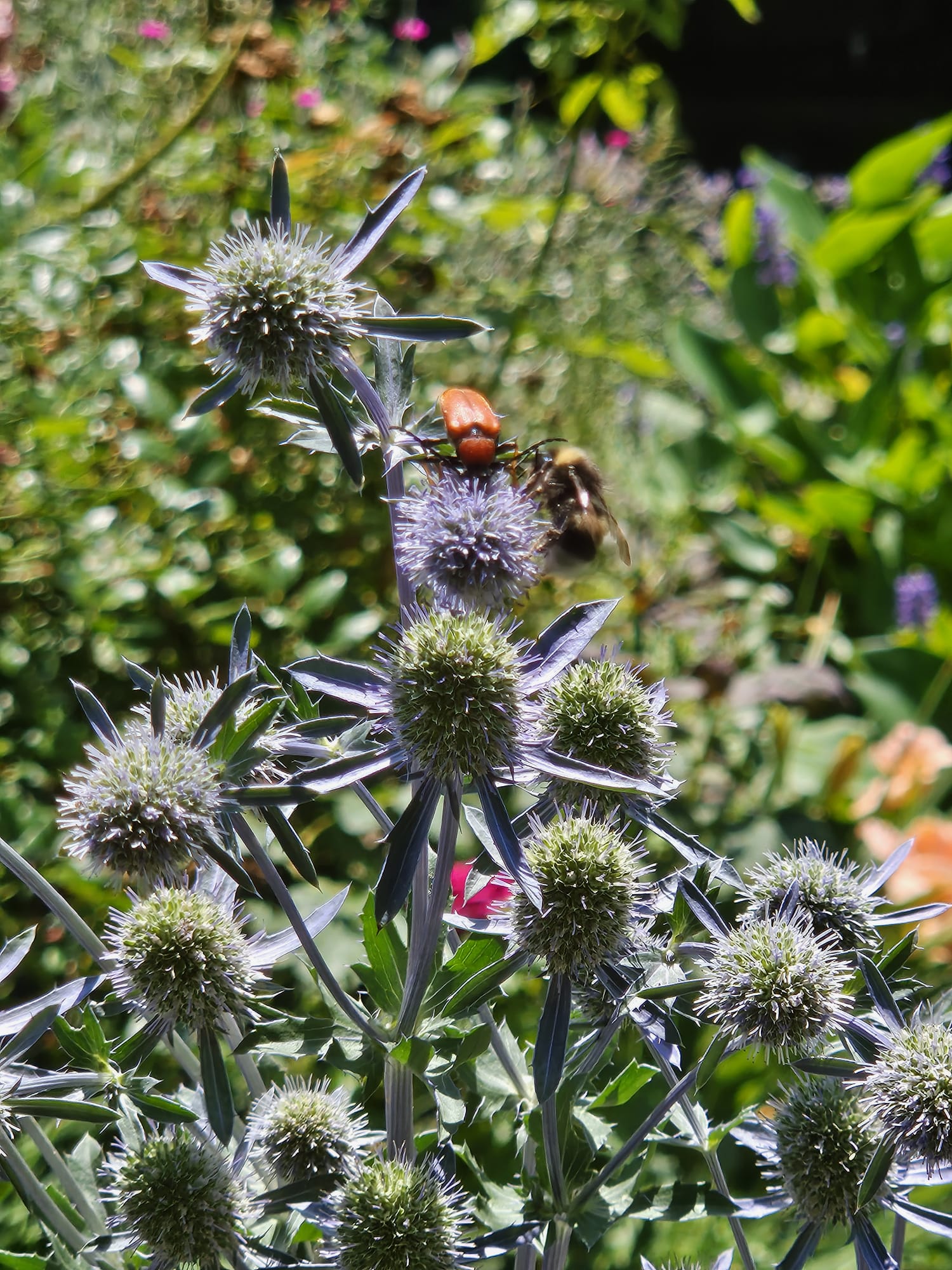 Ein seit 100 Jahren gewachsener Garten in der Umwandlung zur Naturoase