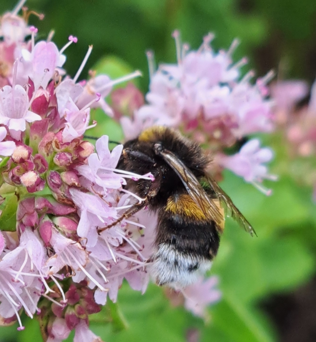 Unser Garten mit Biodiversität