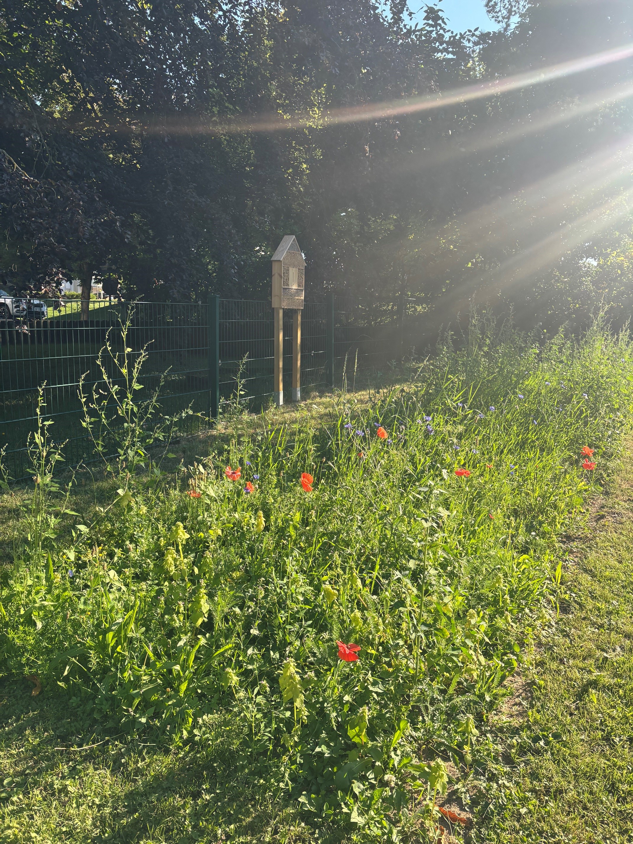 Wildblumenwiese und Insektenhotel / Firma Underberg