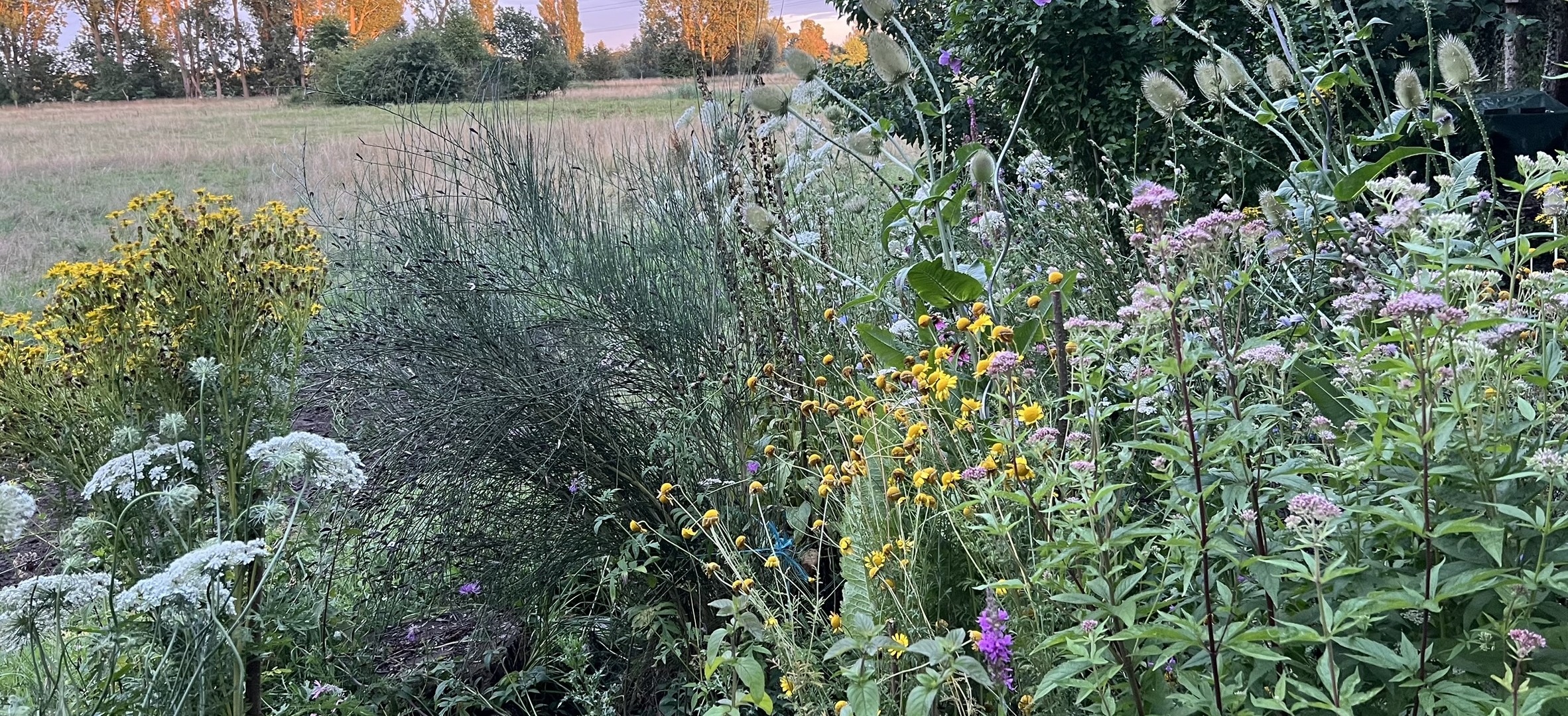 Ein Garten voller Leben – Wild. Heimisch. Lebendig.