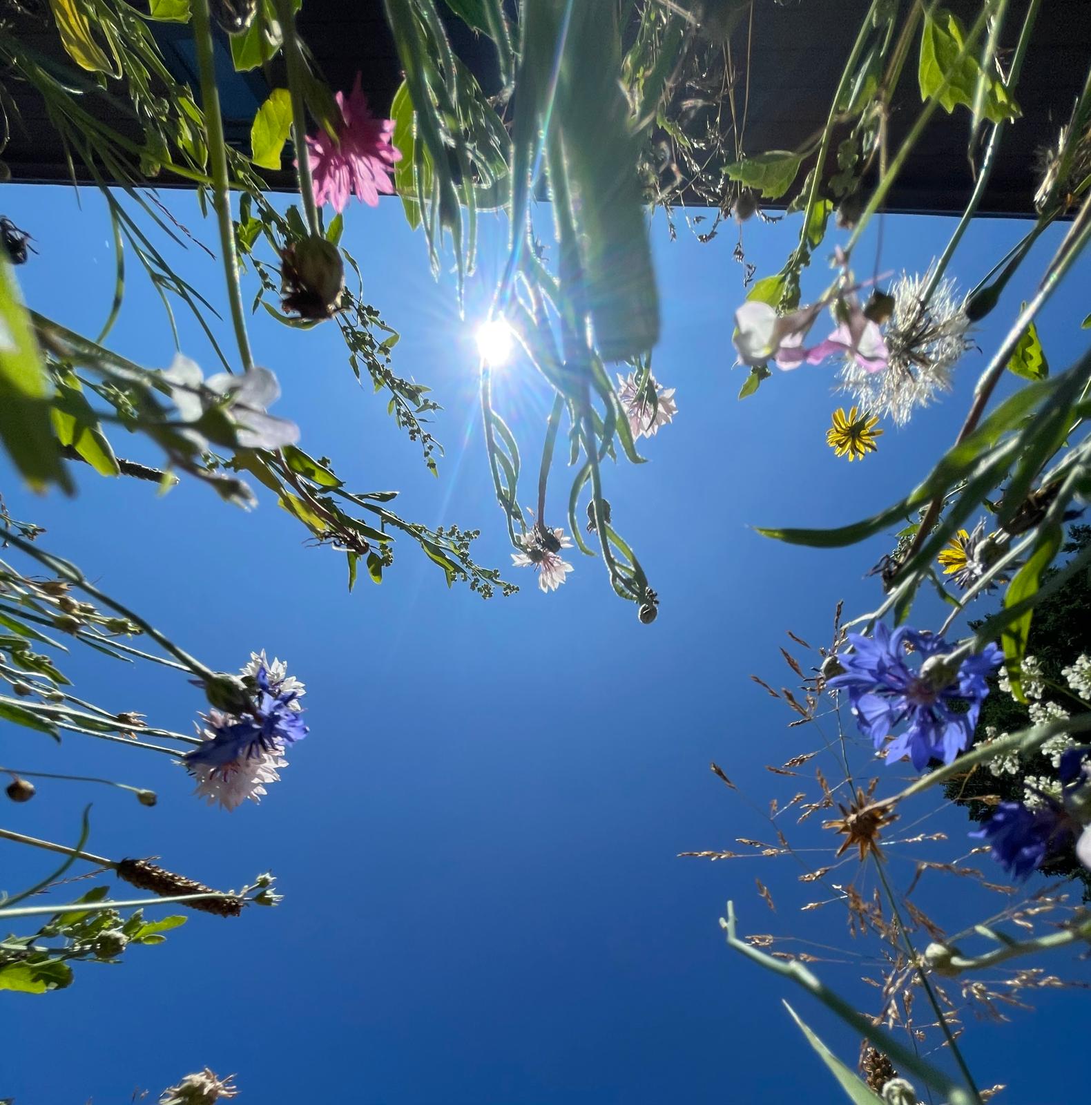 Vom geraden Rasen zur wilden Vielfalt – wie aus einer Wiese ein Insektenparadies wird